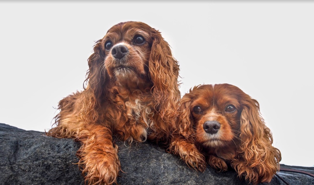 Lucky and Sparky, two ruby Cavaliers, looking over the edge of a dark rock.