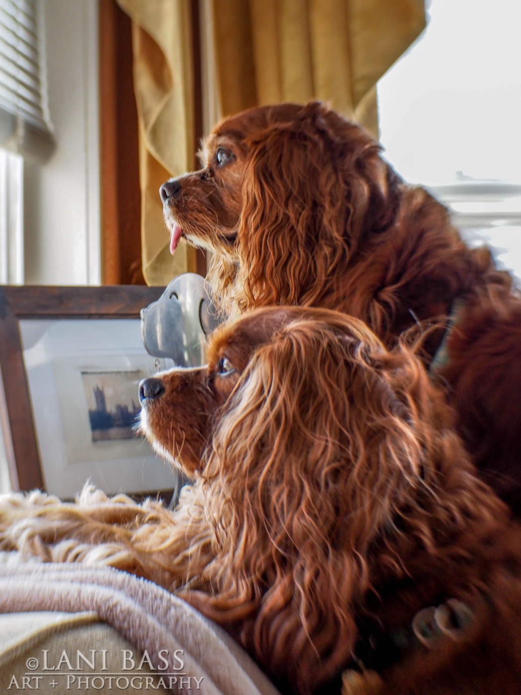 Lucky and Sparky side by side, watching out the window.