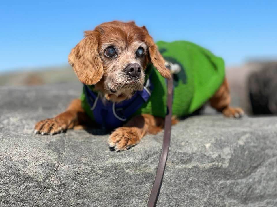 Sparky in a green sweater and blue harness lying on a rock at the beach, blue sky behind him.