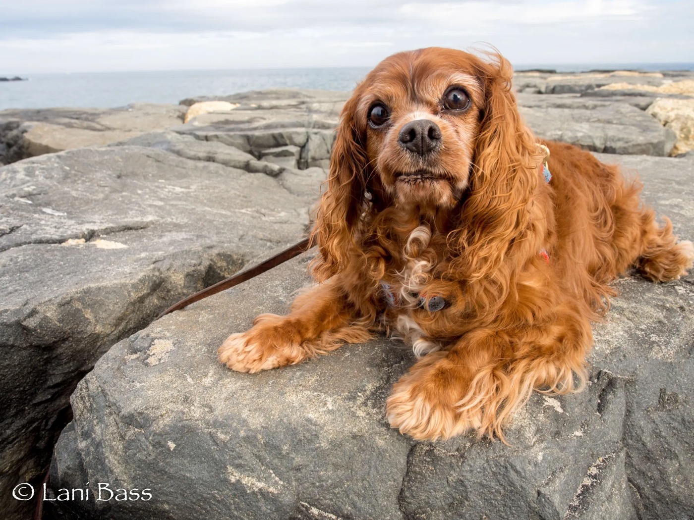 Sparky lying on the jetty rocks with the ocean behind him.