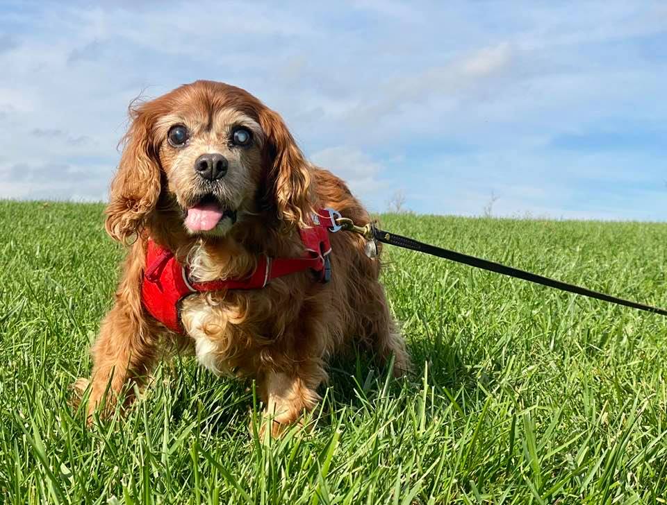 Sparky, a chestnut and white Cavalier, enjoying the grass in his red harness.
